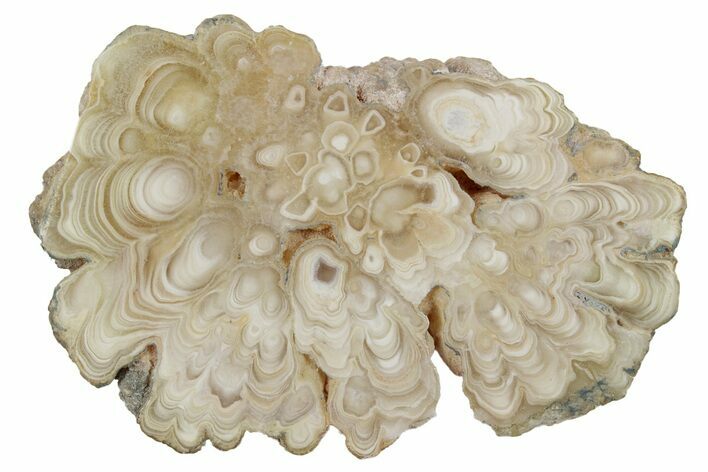 Polished Aragonite Stalactite Slice - Morocco #255405